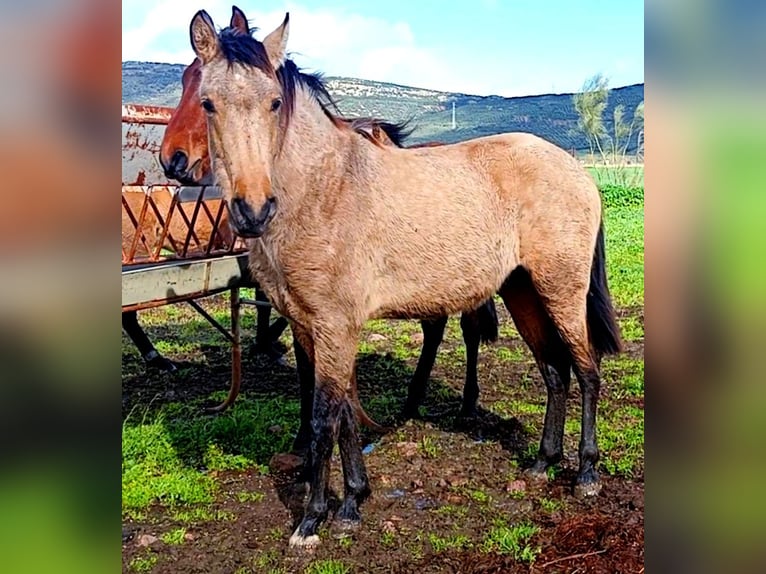 PRE Hengst 2 Jaar 164 cm Falbe in Cabezarrubias Del Puerto