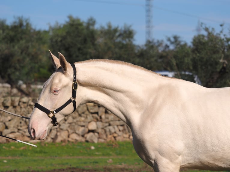 PRE Mix Hengst 2 Jaar 164 cm Perlino in Navas Del Madroño