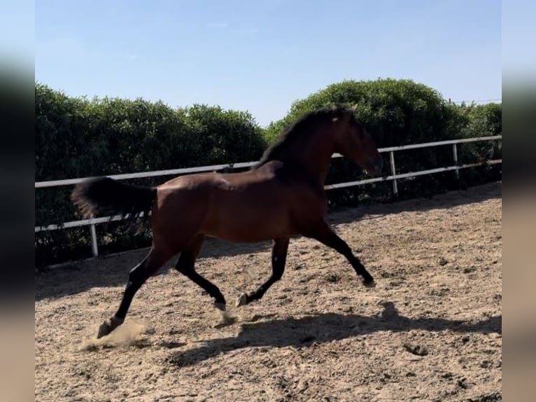 PRE Hengst 2 Jaar 164 cm Roodbruin in Tarifa