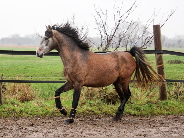 PRE Hengst 2 Jaar 164 cm Schimmel in Wremen