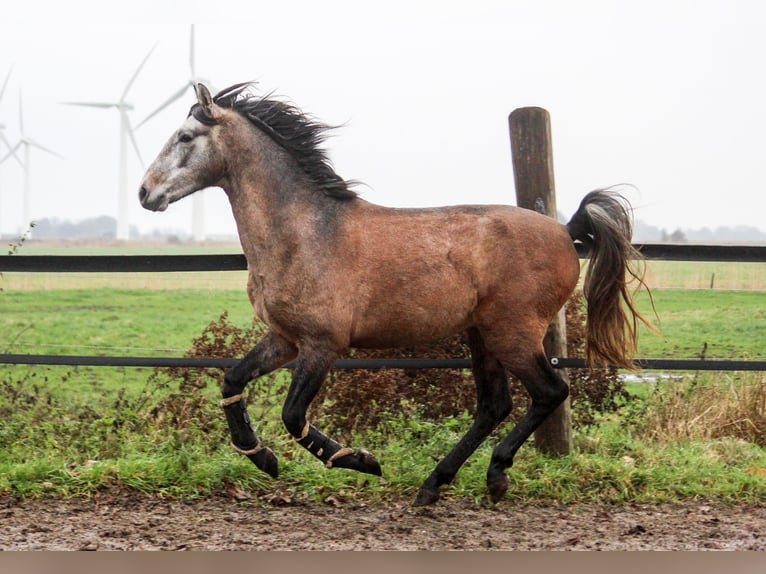 PRE Hengst 2 Jaar 164 cm Schimmel in Wremen
