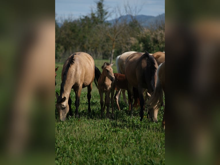 PRE Hengst 2 Jaar 165 cm in Hamburg