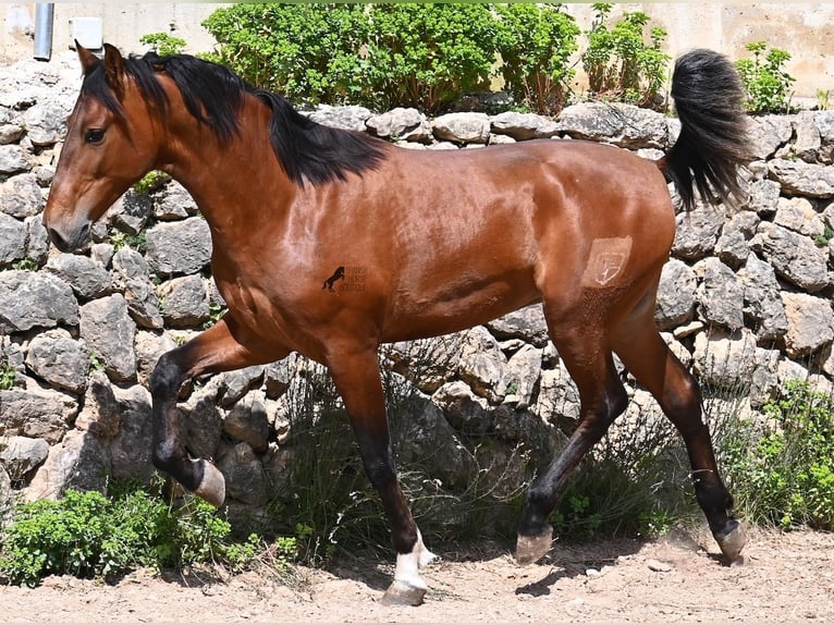 PRE Mix Hengst 2 Jaar 165 cm Bruin in Mallorca