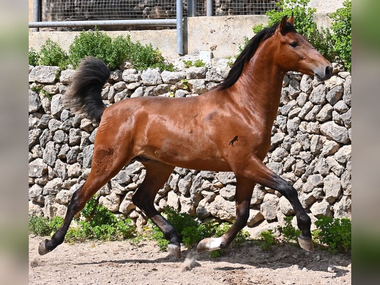PRE Mix Hengst 2 Jaar 165 cm Bruin in Mallorca