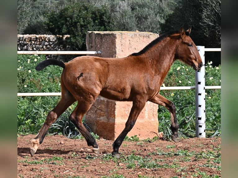 PRE Hengst 2 Jaar 165 cm Bruin in Menorca
