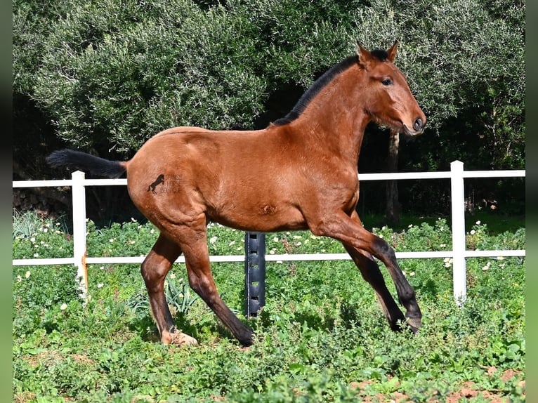 PRE Hengst 2 Jaar 165 cm Bruin in Menorca