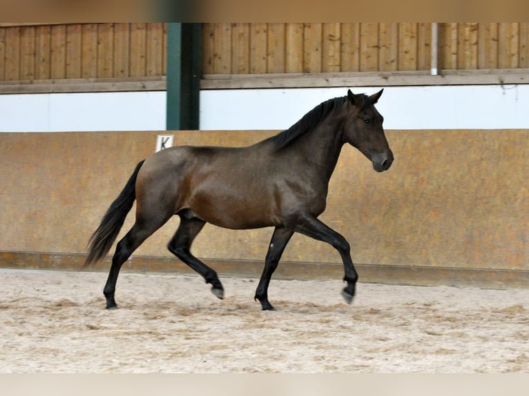 PRE Mix Hengst 2 Jaar 165 cm Bruin in Waldh&#xF6;lzbach