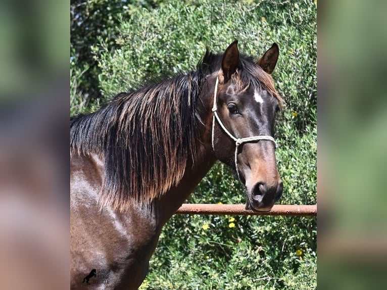 PRE Mix Hengst 2 Jaar 165 cm in Menorca