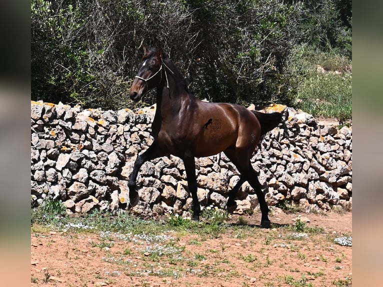 PRE Mix Hengst 2 Jaar 165 cm in Menorca