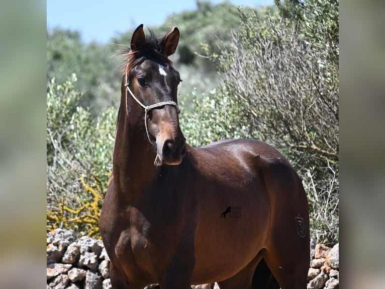 PRE Mix Hengst 2 Jaar 165 cm in Menorca