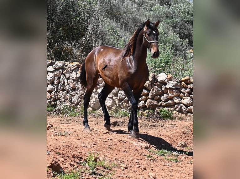 PRE Mix Hengst 2 Jaar 165 cm in Menorca