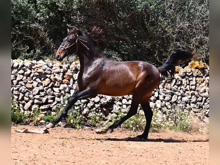 PRE Mix Hengst 2 Jaar 165 cm in Menorca
