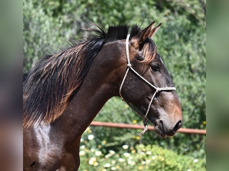 PRE Mix Hengst 2 Jaar 165 cm in Menorca
