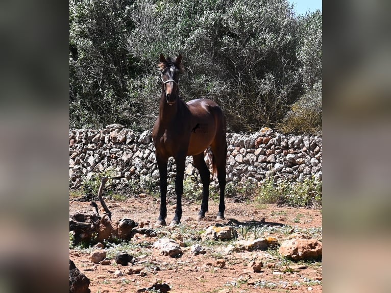 PRE Mix Hengst 2 Jaar 165 cm in Menorca