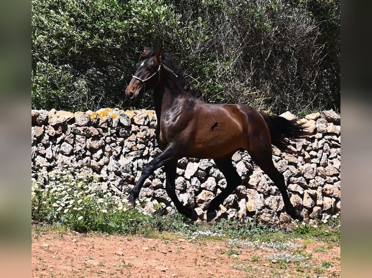PRE Mix Hengst 2 Jaar 165 cm in Menorca