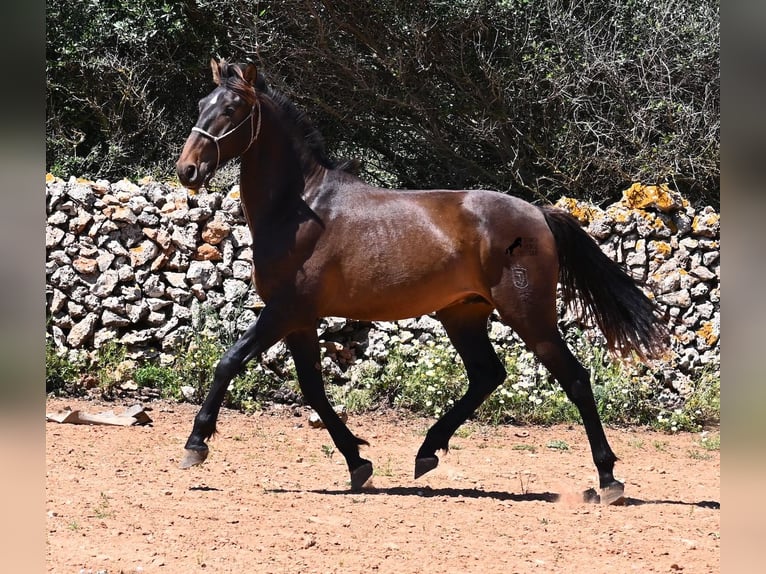 PRE Mix Hengst 2 Jaar 165 cm in Menorca