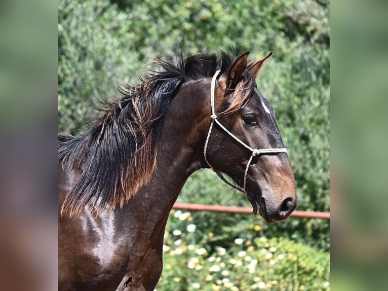 PRE Mix Hengst 2 Jaar 165 cm in Menorca