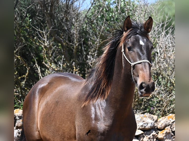 PRE Mix Hengst 2 Jaar 165 cm in Menorca