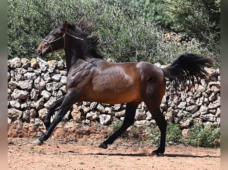PRE Mix Hengst 2 Jaar 165 cm in Menorca