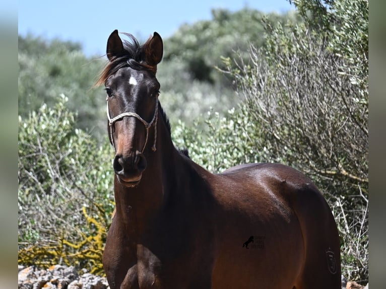 PRE Mix Hengst 2 Jaar 165 cm in Menorca