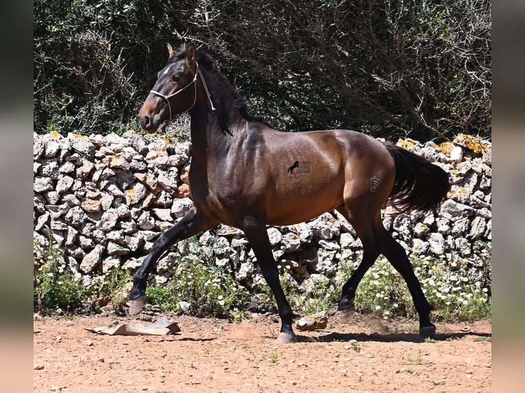 PRE Mix Hengst 2 Jaar 165 cm in Menorca