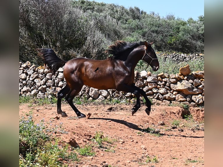 PRE Mix Hengst 2 Jaar 165 cm in Menorca