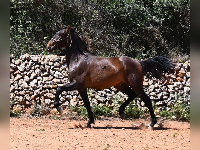 PRE Mix Hengst 2 Jaar 165 cm in Menorca