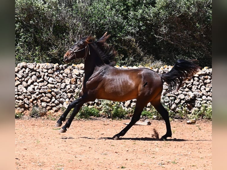 PRE Mix Hengst 2 Jaar 165 cm in Menorca