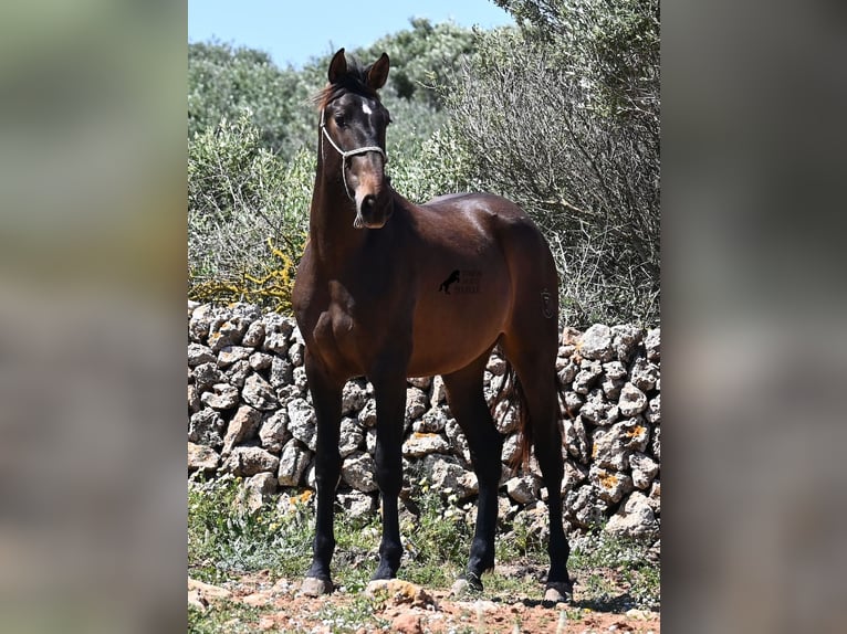 PRE Mix Hengst 2 Jaar 165 cm in Menorca