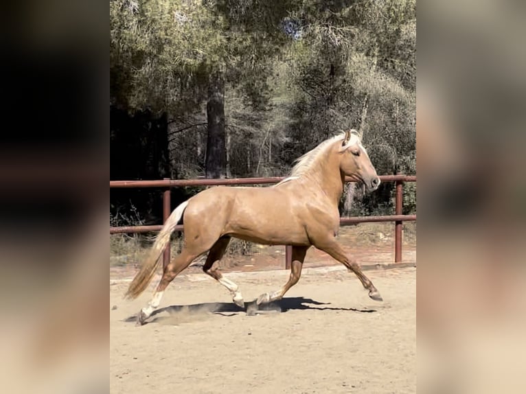 PRE Mix Hengst 2 Jaar 165 cm Palomino in El Catllar