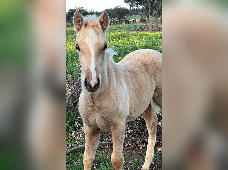 PRE Mix Hengst 2 Jaar 165 cm Palomino in El Catllar