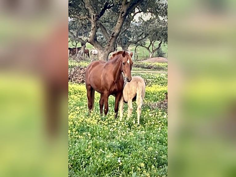 PRE Mix Hengst 2 Jaar 165 cm Palomino in El Catllar