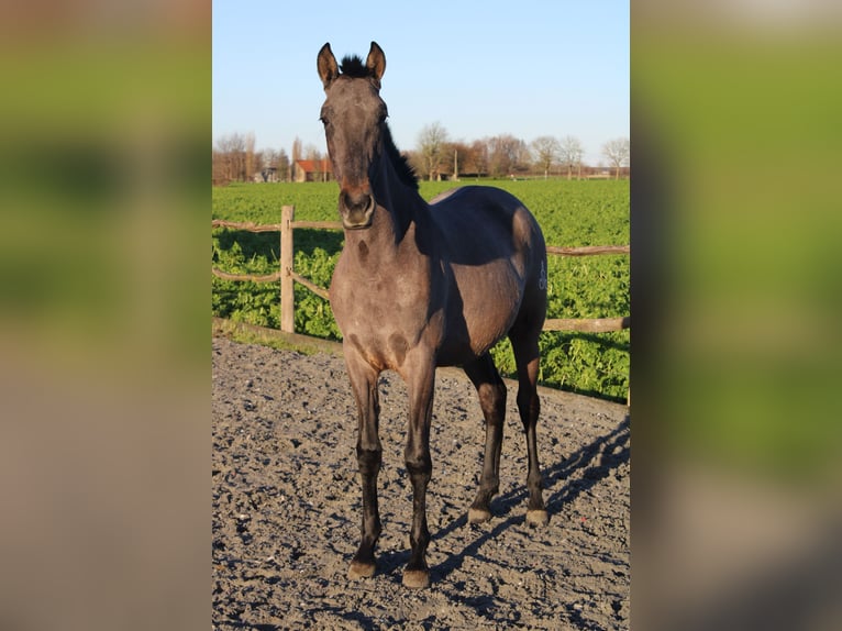 PRE Hengst 2 Jaar 165 cm Schimmel in Alveringem