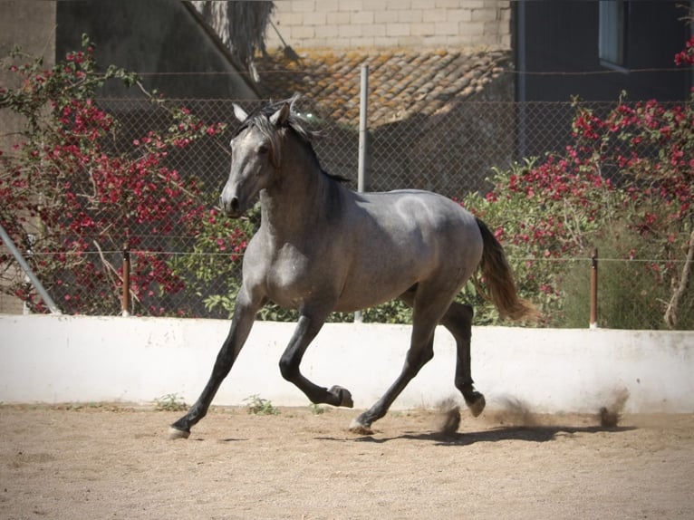 PRE Mix Hengst 2 Jaar 165 cm Schimmel in Valencia