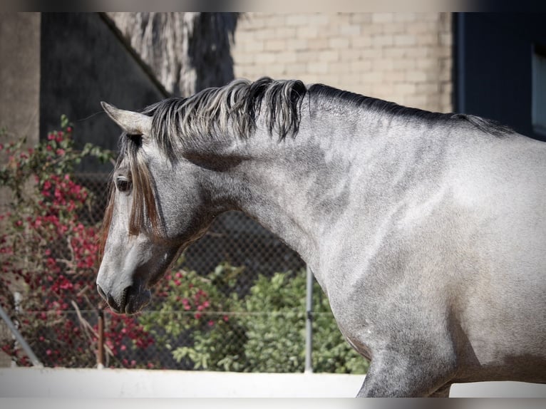 PRE Mix Hengst 2 Jaar 165 cm Schimmel in Valencia