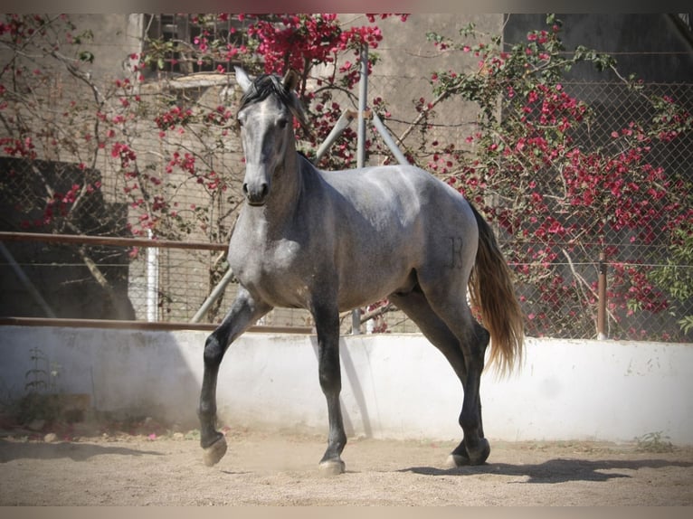 PRE Mix Hengst 2 Jaar 165 cm Schimmel in Valencia