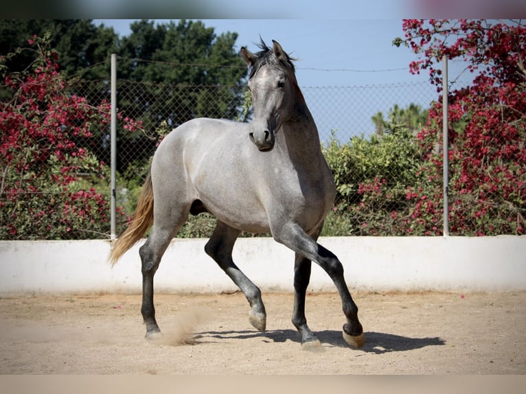 PRE Mix Hengst 2 Jaar 165 cm Schimmel in Valencia