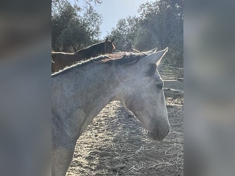 PRE Hengst 2 Jaar 165 cm Schimmel in Coín, Malaga