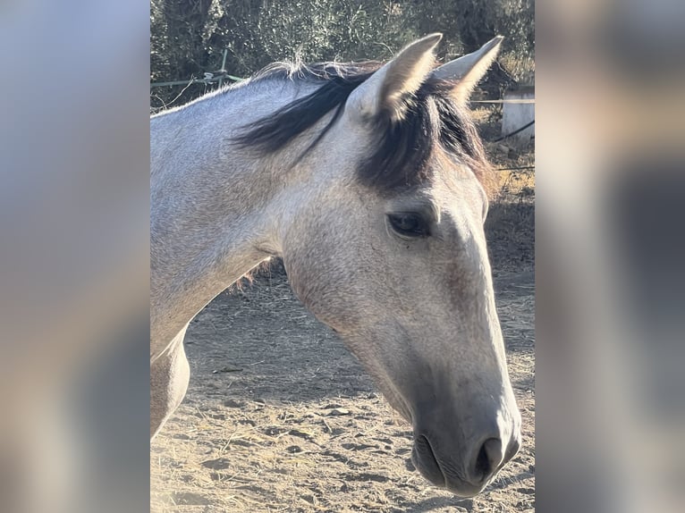 PRE Hengst 2 Jaar 165 cm Schimmel in Coín, Malaga