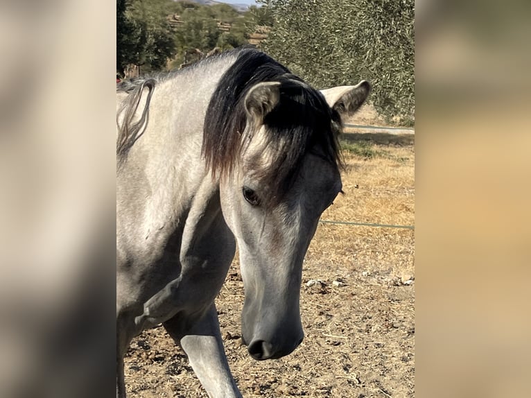 PRE Hengst 2 Jaar 165 cm Schimmel in Coín, Malaga