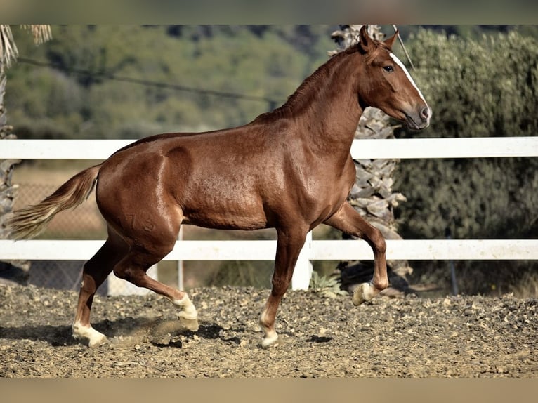 PRE Mix Hengst 2 Jaar 165 cm Vos in Sentmenat