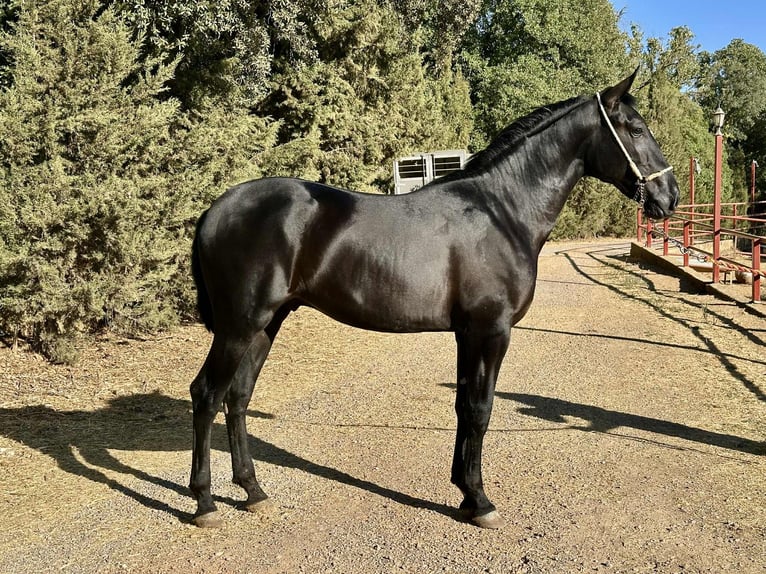 PRE Hengst 2 Jaar 165 cm Zwart in Galaroza