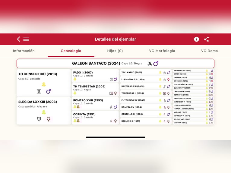 PRE Hengst 2 Jaar 165 cm Zwart in Galaroza