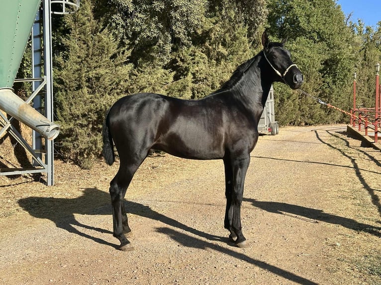 PRE Hengst 2 Jaar 165 cm Zwart in Galaroza