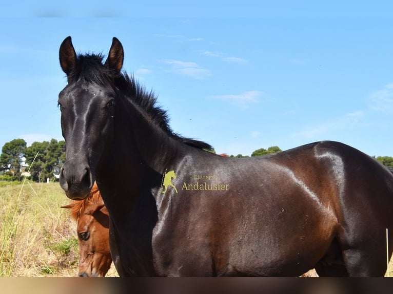PRE Hengst 2 Jaar 165 cm Zwart in Provinz Malaga