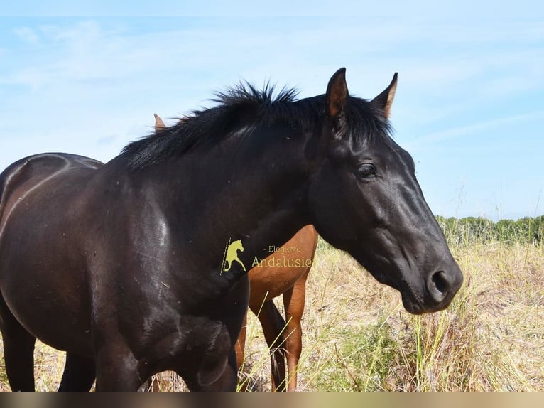 PRE Hengst 2 Jaar 165 cm Zwart in Provinz Malaga