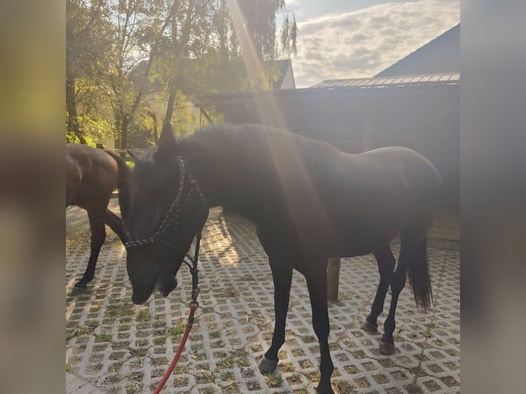 PRE Hengst 2 Jaar 165 cm Zwart in Gillenfeld