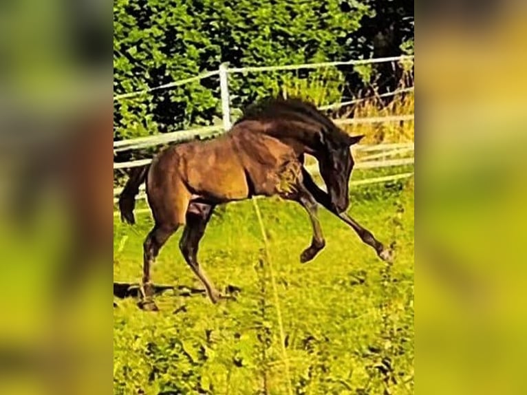 PRE Hengst 2 Jaar 165 cm Zwart in Gillenfeld
