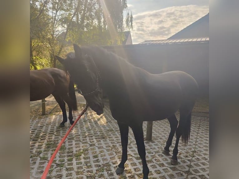 PRE Hengst 2 Jaar 165 cm Zwart in Gillenfeld