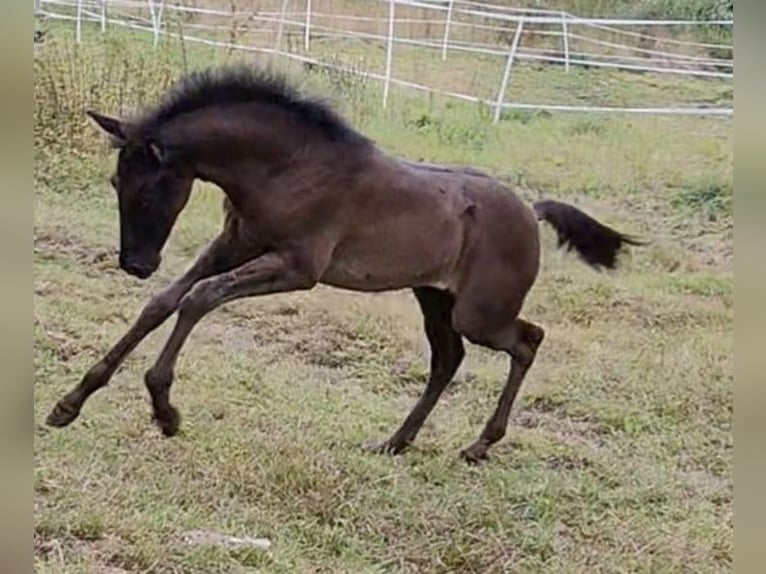 PRE Hengst 2 Jaar 165 cm Zwart in Gillenfeld